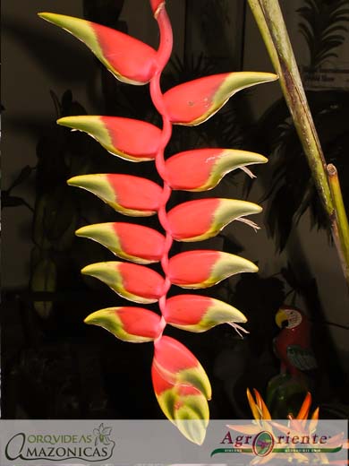 Heliconias - Heliconia rostrata